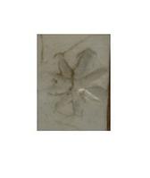 foto - iw-bor-3 - Eil30 391