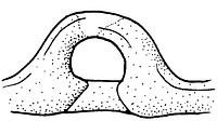 tekening - w-oli-2 - 91wor-65-7