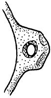 tekening - w-oli-3 - 91wor-65-8