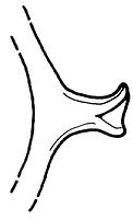 tekening - r-kop-2 - 11-186