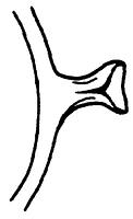 tekening - w-kop-3 - Has-58-49