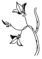 tekening - ep-kop-7 - Has-41-26