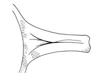 tekening - r-bak-4 - Sis99-Ddt99-116 50