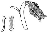 tekening - gl-sie-1 - Sis99-Nym99-266 5