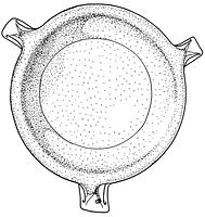 tekening - r-kop-2 - Zwo01-c73-7