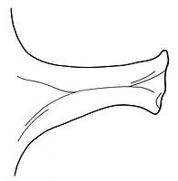 tekening - w-bak-3 - BP