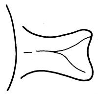 tekening - w-kop-2 - BP