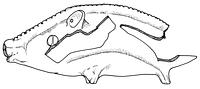 tekening - w-spa-1 - BP