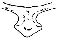 tekening - w-kop-25 - 89LUT AZ