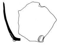 Afbeelding object 12oth3 - 20 - OOST-10AW383.3