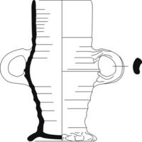 Afbeelding object 11ams12 - 32 - ARM-120-24
