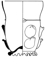 Afbeelding object 91nijm1 - 350 - Nym91-Ei 26