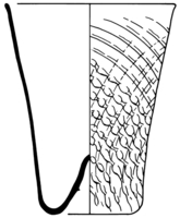 Afbeelding object 91nijm1 - 291 - Nym91-Ei 8