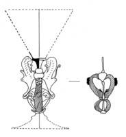 Afbeelding object 06zwo9 - GL 10 - wer 8-1-3/1092