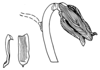 Afbeelding object 99sted - gl 289 - Sis99-Nym99-266 5