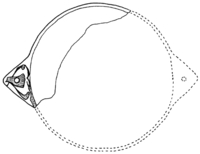 Afbeelding object 96vee1 - 13 - Vee96 20