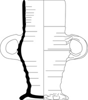 Afbeelding object 25ams44 - 49 - NZD1.00299CER001