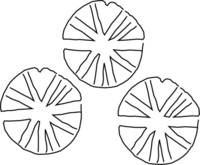 Afbeelding object 25ams44 - 429 - NZR2.00253CER333