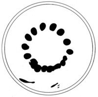 Afbeelding object 07zwo10 - 119 - Zwo-Kra05-22-493