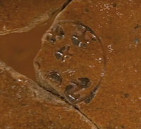 Afbeelding object 07zwo10 - 184 - Zwo-Kra05-22-570