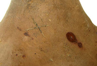 Afbeelding object 09hoo4 - 46 - HOO-BET08-395-C85