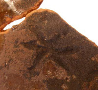 Afbeelding object 09hoo4 - 108 - HOO-BET05-137-C17