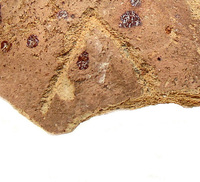 Afbeelding object 09hoo4 - 131 - HOO-BET08-359-C109