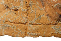 Afbeelding object 09hoo4 - 135 - HOO-BET05-097-C18