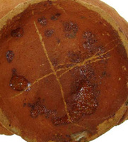 Afbeelding object 09hoo4 - 187 - HOO-BET08-359-C43