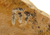 Afbeelding object 09hoo4 - 269 - HOO-BET08-350-C01