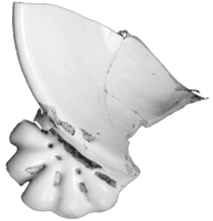 Afbeelding object 89kes1 - 129 - Kes89-129