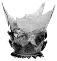 Afbeelding object 91nijm1 - 301 - Nym91-Ei 32