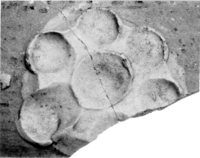 Afbeelding object 91nijm1 - 117 - Nym91-Ei 69