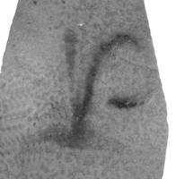 Afbeelding object 99sted - 100 - 240, NYM 1015-28-14