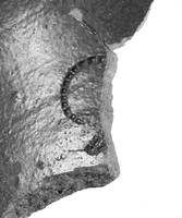 Afbeelding object 99sted - 253 - 248, NYM 1022-7-172