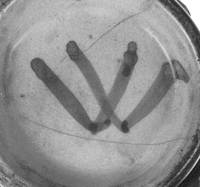 Afbeelding object 99sted - 1037 - 169, DDT 62-17-95