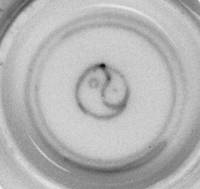 Afbeelding object 99sted - 1237 - 231, NYM 1014-112-87