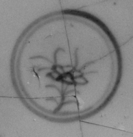 Afbeelding object 99sted - 1149 - Sis99-Ddt99-160 11