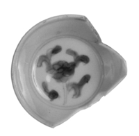 Afbeelding object 99sted - 1197 - Sis99-Ddt99-169 159