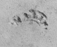 Afbeelding object 99sted - 1303 - Sis99-Nym99-200 109