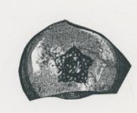 Afbeelding object 94bredaCMA9 - 09/006 - Visserstraat 31, Breda DM87-25