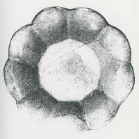 Afbeelding object 94bredaCMA9 - 09/036 - Visserstraat 31, Breda DM87-13