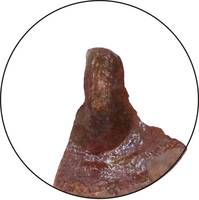 Afbeelding object 23utr25b - 39 - ZEE06 0810KER01-01