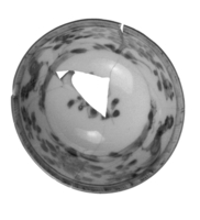 Afbeelding object 99sted - 1200 - Sis99-Nym99-203 3