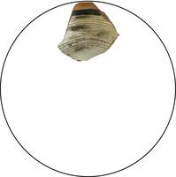 Afbeelding object 21tes3 - 45 - BZN 17 11051-052