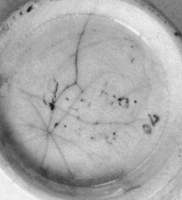 Afbeelding object 99sted - 1270 - Sis99-Nym99-228 115