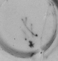 Afbeelding object 99sted - 1263 - Sis99-Nym99-228 121