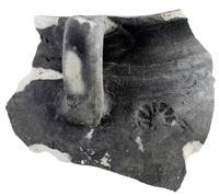 Afbeelding object 17utr19 - 56 - ZEE-1 1098-1