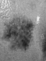 Afbeelding object 99sted - 102 - Sis99-Nym99-240 21