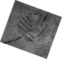 Afbeelding object 99sted - 479 - Sis99-Tl99-313 332